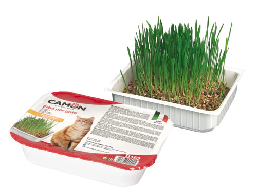 Camon - Erba per gatti ai semi d'orzo con vaschetta